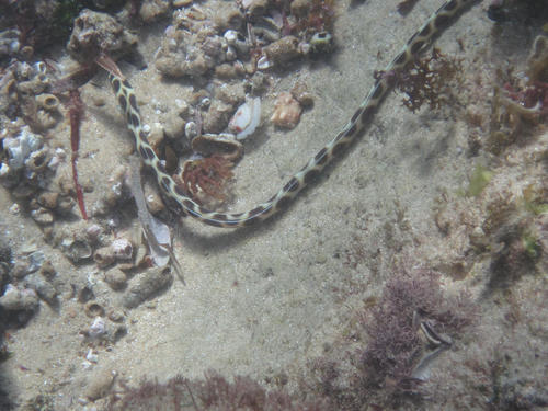 Myrichthys maculosus