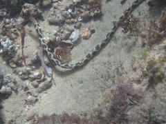 Myrichthys maculosus