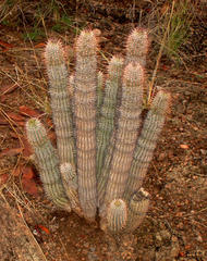 Hoodia