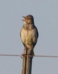 Galerida magnirostris