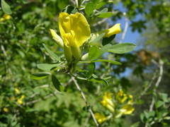 Chamaecytisus ruthenicus