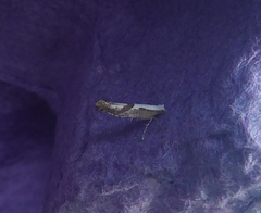 Argyresthia bonnetella