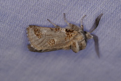 Culama dasythrix
