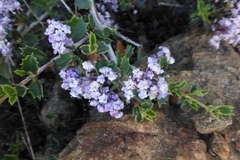 Ceanothus confusus