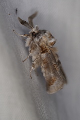 Culama dasythrix