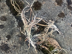 Thamnolia vermicularis