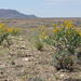 Adenolobus - Photo (c) Colin Ralston, algunos derechos reservados (CC BY-NC), subido por Colin Ralston