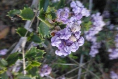 Ceanothus confusus