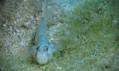 Gnatholepis cauerensis