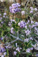 Ceanothus confusus