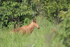 Alcelaphus buselaphus lelwel