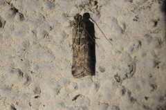 Ancylosis undulatella