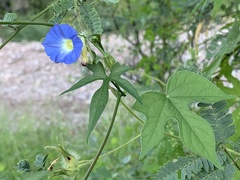Ipomoea barbatisepala