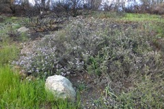 Ceanothus confusus