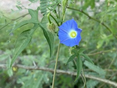 Ipomoea barbatisepala
