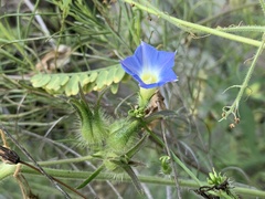 Ipomoea barbatisepala
