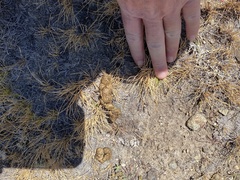 Urocitellus beldingi