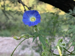 Ipomoea barbatisepala