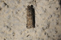 Ancylosis undulatella