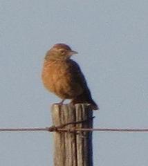 Mirafra apiata apiata