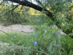 Ipomoea barbatisepala