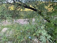 Ipomoea barbatisepala