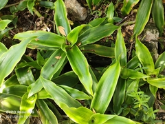 Callisia fragrans