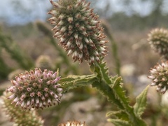 Pterocaulon serrulatum