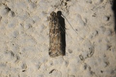 Ancylosis undulatella