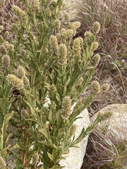 Pterocaulon serrulatum