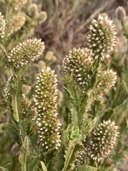 Pterocaulon serrulatum