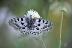 Parnassius nomion