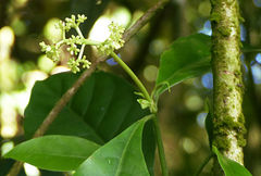 Psychotria carthagenensis