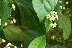 Psychotria carthagenensis