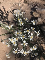 Olearia pimeleoides