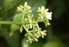 Psychotria carthagenensis