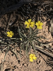 Goodenia willisiana