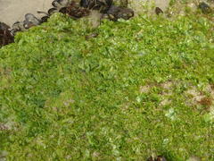Ulva rigida