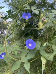 Ipomoea barbatisepala