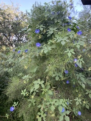 Ipomoea barbatisepala