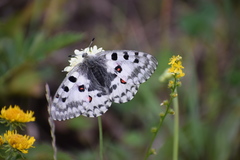 Parnassius nomion