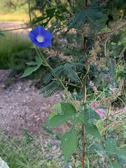 Ipomoea barbatisepala