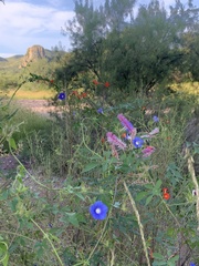 Ipomoea barbatisepala