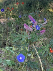Ipomoea barbatisepala