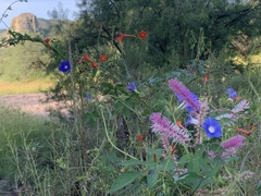 Ipomoea barbatisepala
