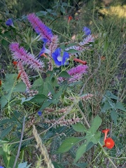 Ipomoea barbatisepala