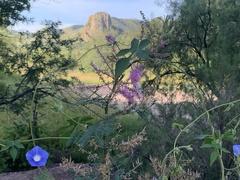 Ipomoea barbatisepala