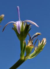 Wahlenbergia huttonii