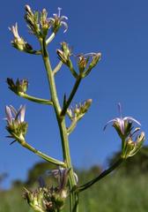 Wahlenbergia huttonii