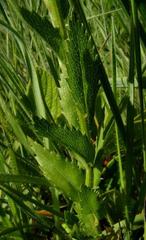 Adenanthellum osmitoides